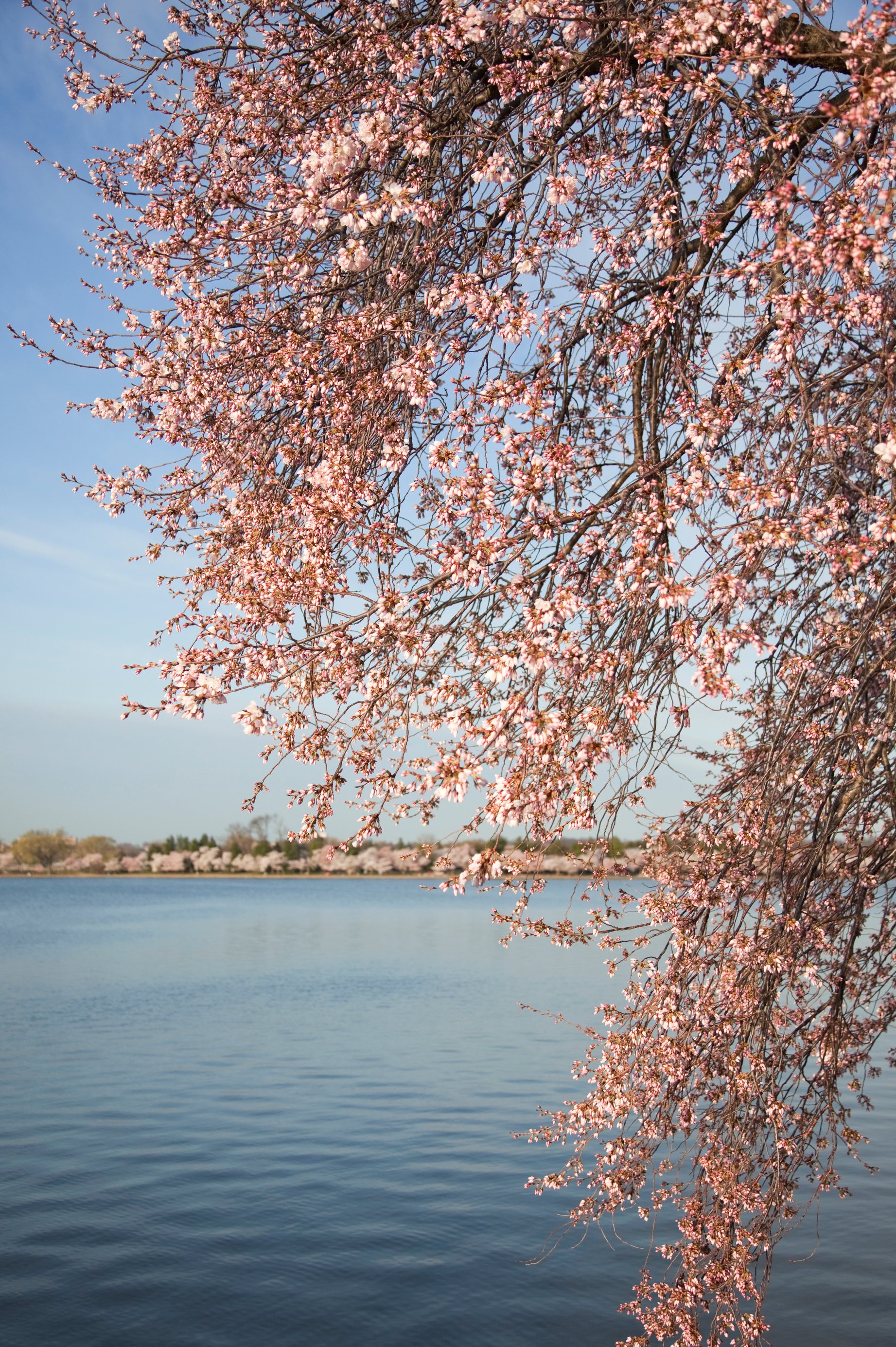 Tidal Basin Cherry Blossoms, DC